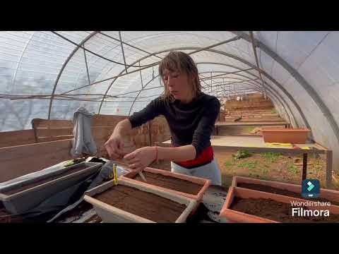 Semis de poivrons au Potager de Santé en avril !